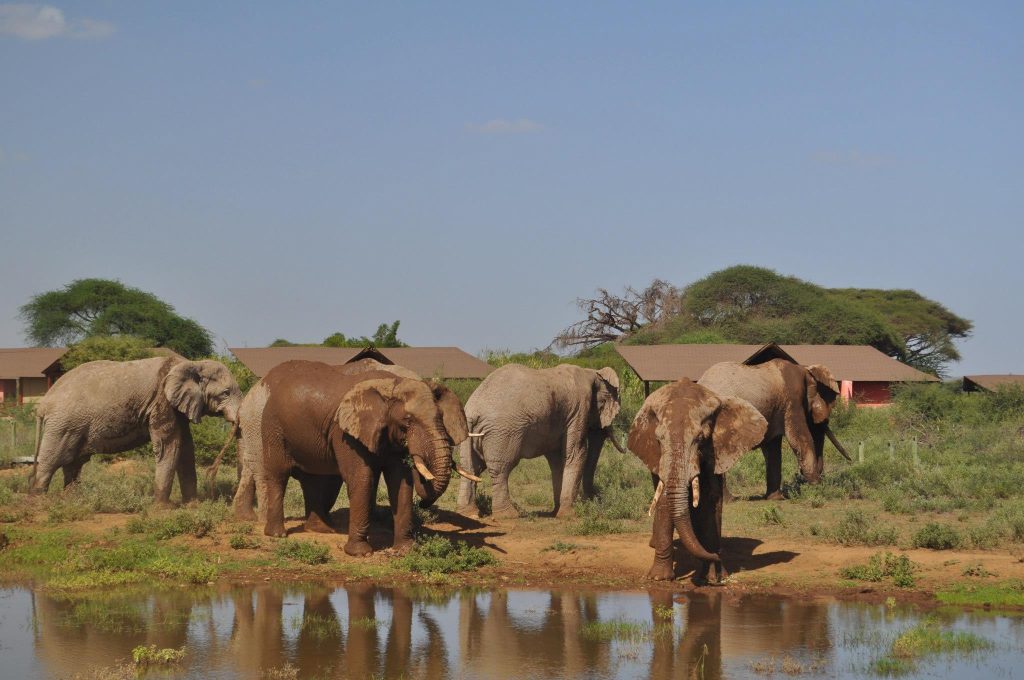 Amboseli National Park - Kilima Camp