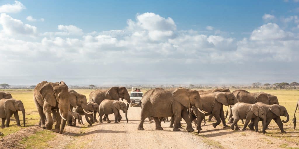 Amboseli Park Safari