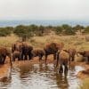 Amboseli Park Safari
