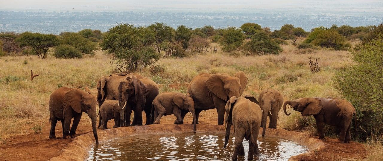Amboseli Park Safari