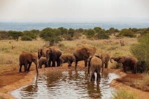Amboseli Park Safari