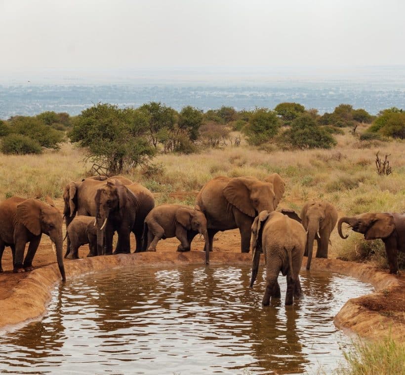 Amboseli Park Safari