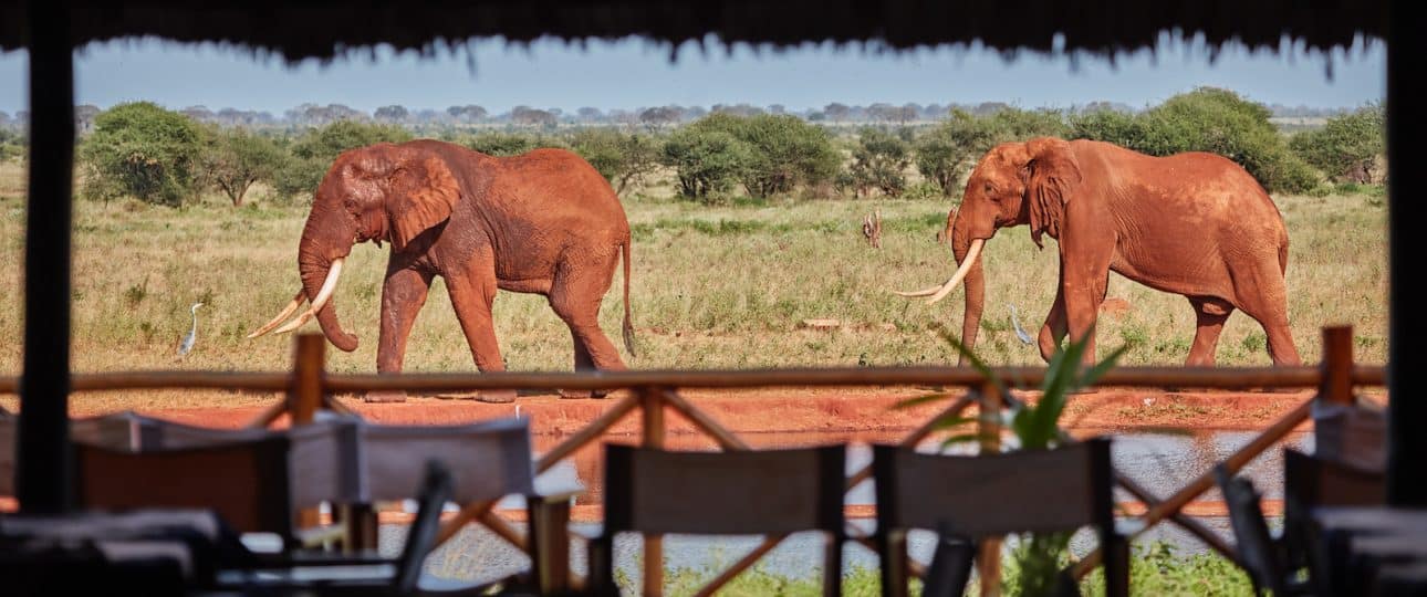 Safari from Diani Beach Kenya