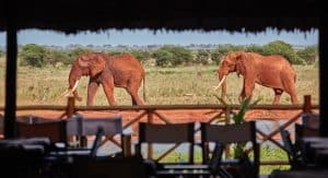 Safari from Diani Beach Kenya