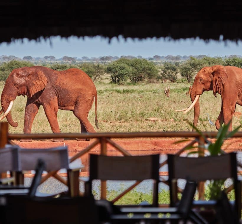 Safari from Diani Beach Kenya