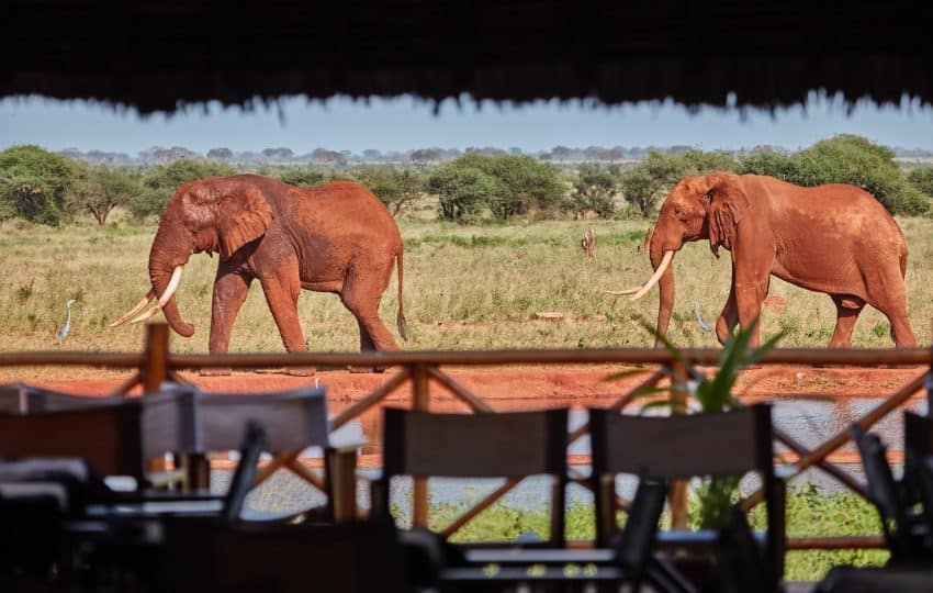 Safari from Diani Beach Kenya