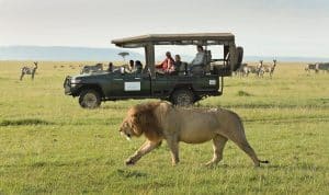 Safari in Masai Mara Kenya